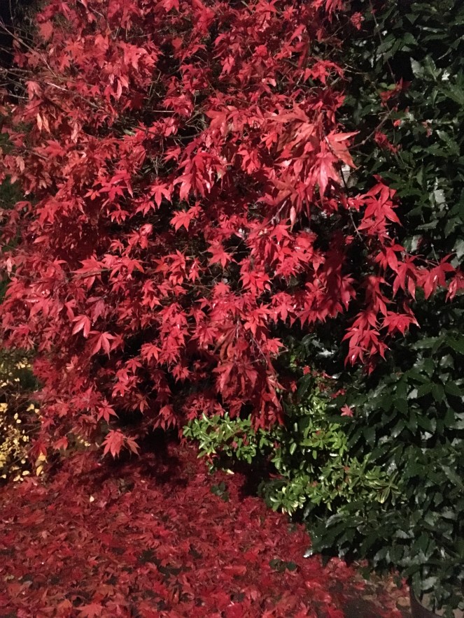 1571C1BF-95CD-4EA4-87A1-8926B15C7D9A