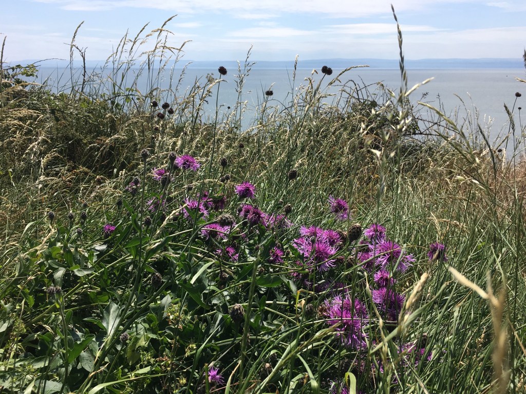 Great Knapweed atop cliffs on the Welsh Coastal path