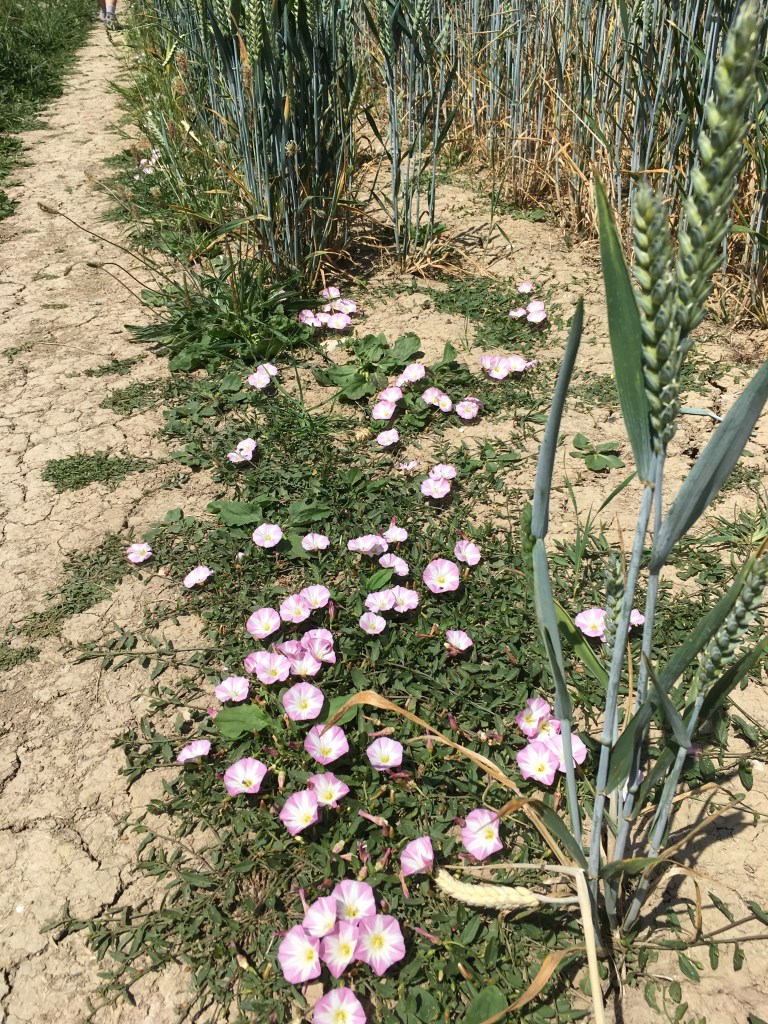 Creeping bindweed with pink and white flowers amongst wheat